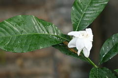 Gardenia resinifera